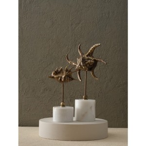 Pirinç Salyangoz - Büyük Boy